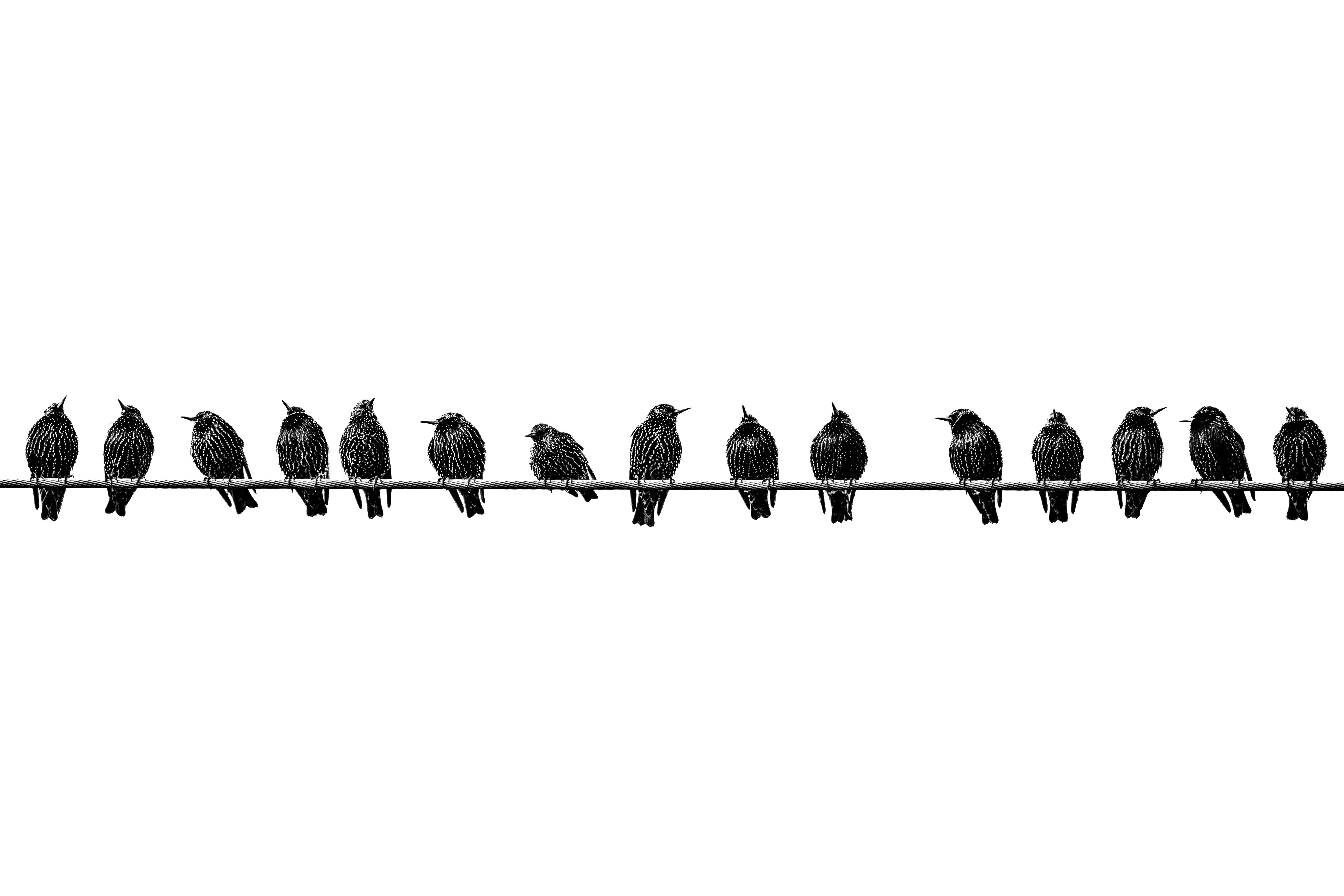 A row of birds sitting on a wire with white background